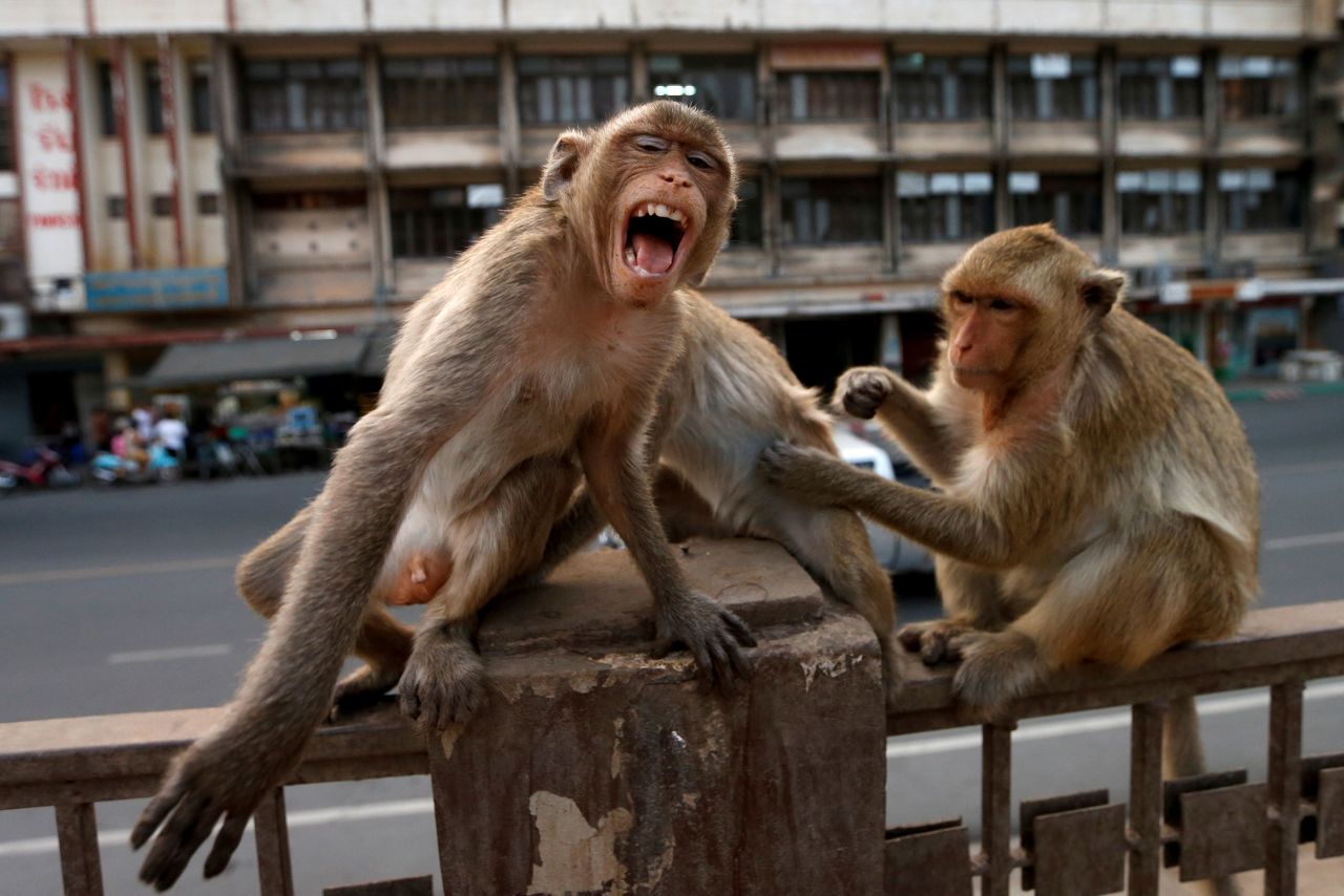 Monkeys are seen near the Prang Sam Yod temple in Lopburi, Thailand, on March 17. The monkeys live at the temple and interact with tourists, but a recent monkey brawl <a href="https://www.facebook.com/1733840675/videos/10206801064741888/" target="_blank" target="_blank">caught on video </a>might suggest that resources are now scarce, <a href="https://www.nytimes.com/2020/03/16/science/hungry-monkeys-deer-coronavirus.html" target="_blank" target="_blank">ecologist Asmita Sengupta told The New York Times.</a>