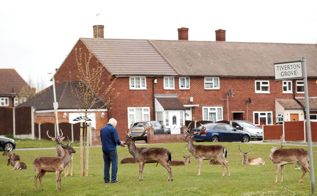 A man feeds deer at the Harold Hill housing estate in Romford, England, on April 3.