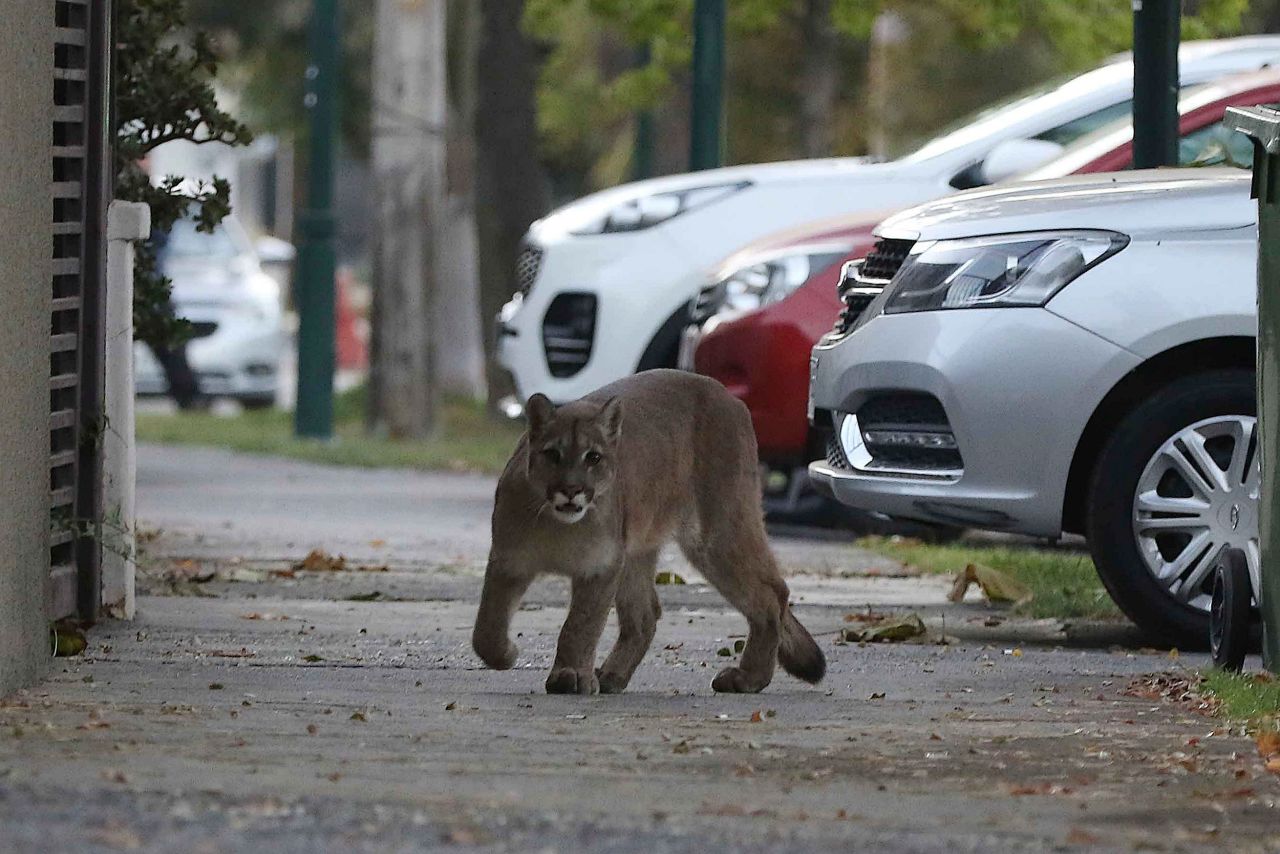 A puma is seen in the empty streets of Santiago, Chile, on March 24. Several pumas have been spotted in Santiago recently, and they've had to be captured and relocated.