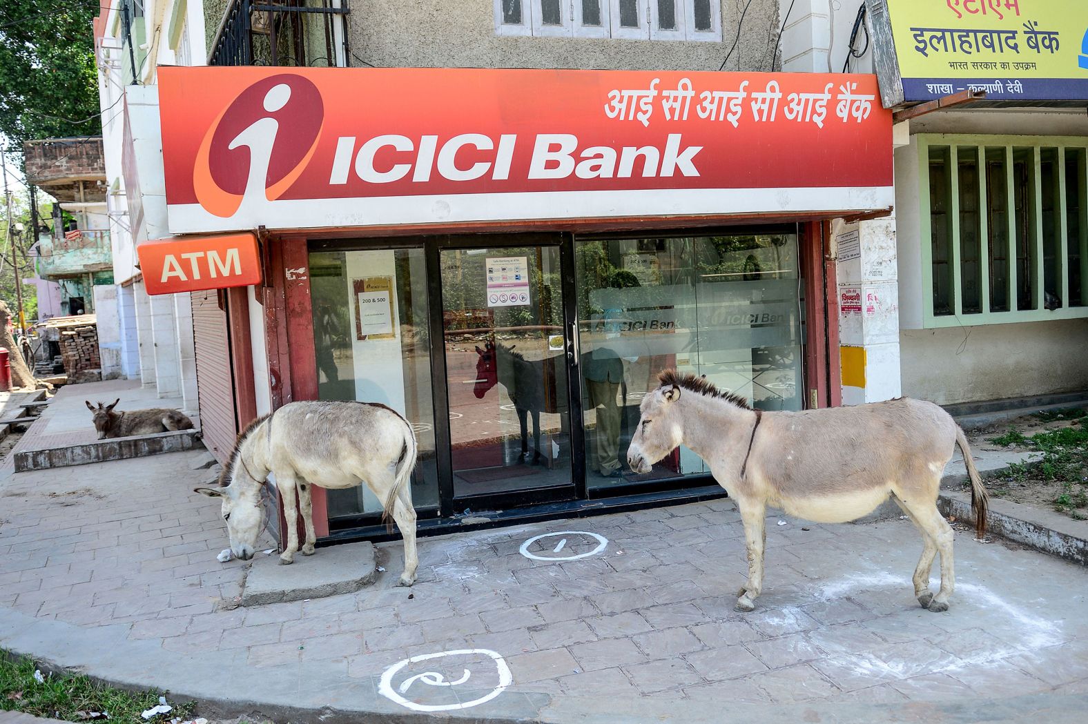 Donkeys stand outside an ATM in Allahabad, India, on April 10.