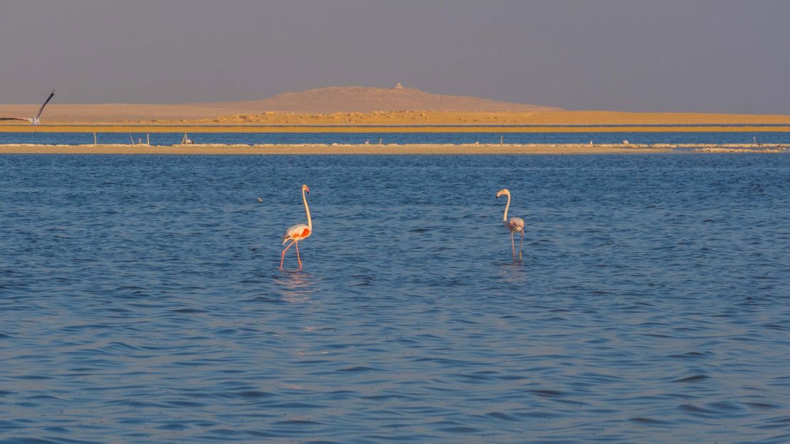 Lake Qarun is popular with bird watchers thanks to the 88 species of birds, including flamingos, found here.