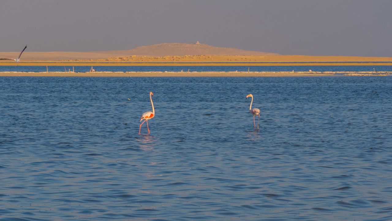 <strong>Bird sanctuary: </strong>Although its unsuitable for swimming, Lake Qarun is hugely popular with bird watchers thanks to the 88 varieties of birds that can be found here.