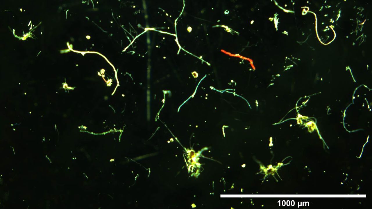 A collection of microfibers discovered by scientists.