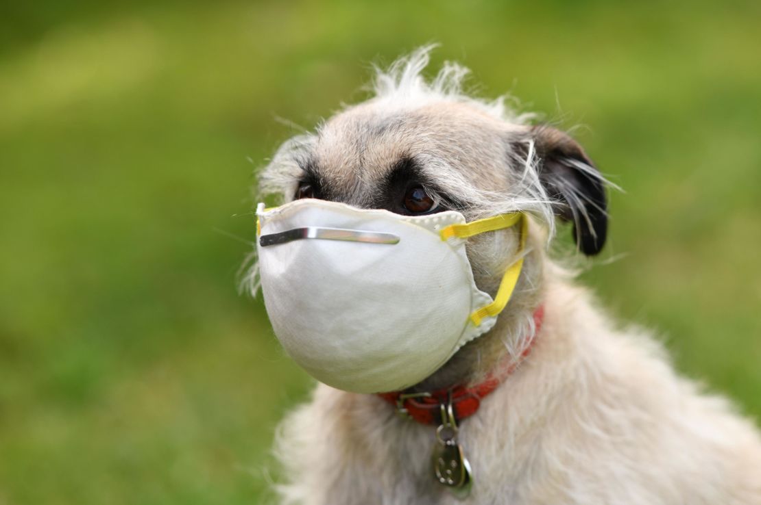 Animal rights groups have warned there is no benefit to fitting pets with masks.