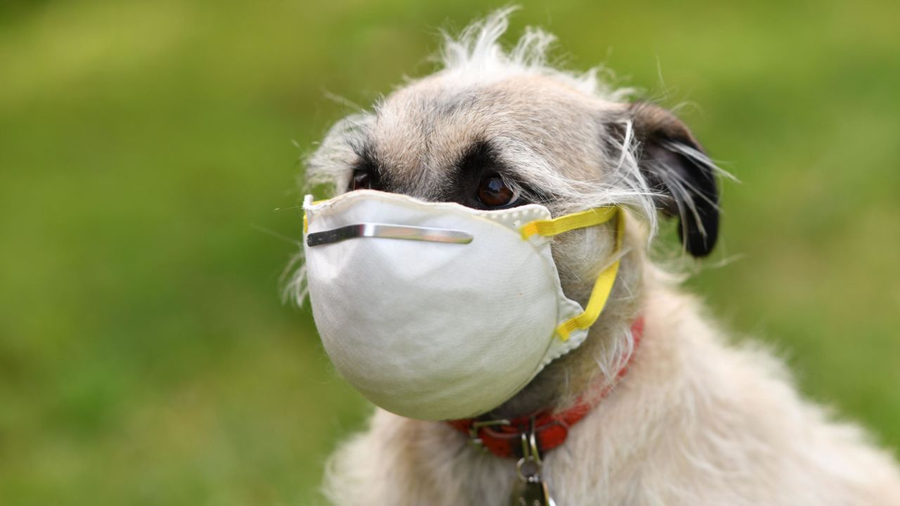 Animal rights groups have warned there is no benefit to fitting pets with masks.