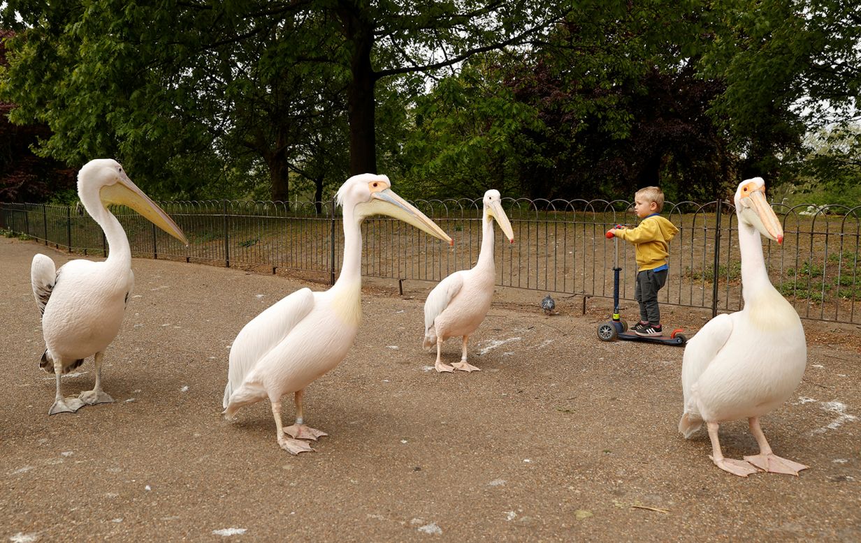 Pelicans pass a boy on a scooter at St. James' Park in London on Monday, April 27.
