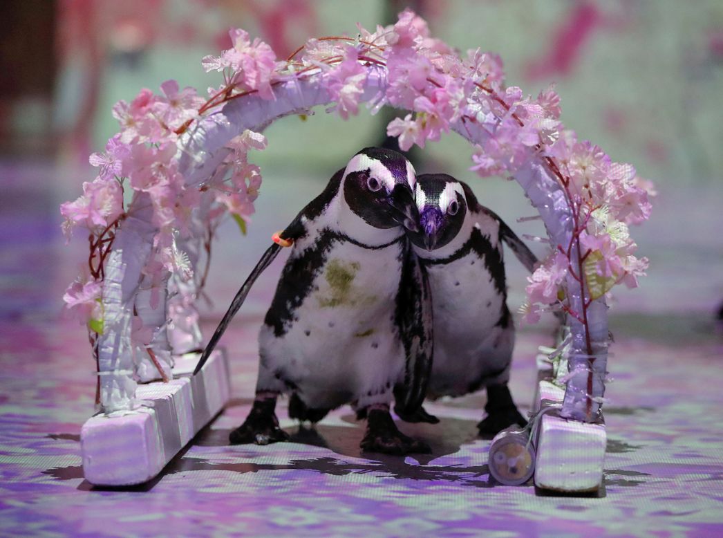 Penguins Momo and Omochi are seen at Tokyo's Aqua Park Shinagawa on Thursday, April 30. The aquarium will be hosting free animal shows online.