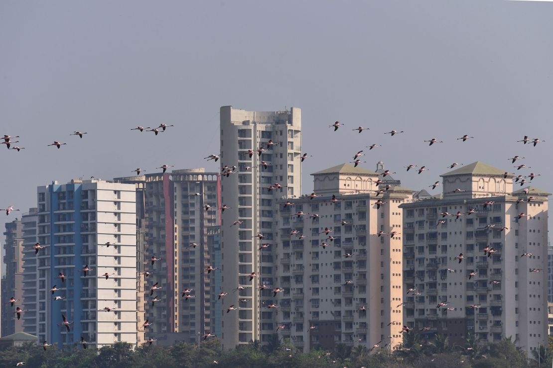 Flamingos come to Mumbai for a few months per year but there are more than normal.