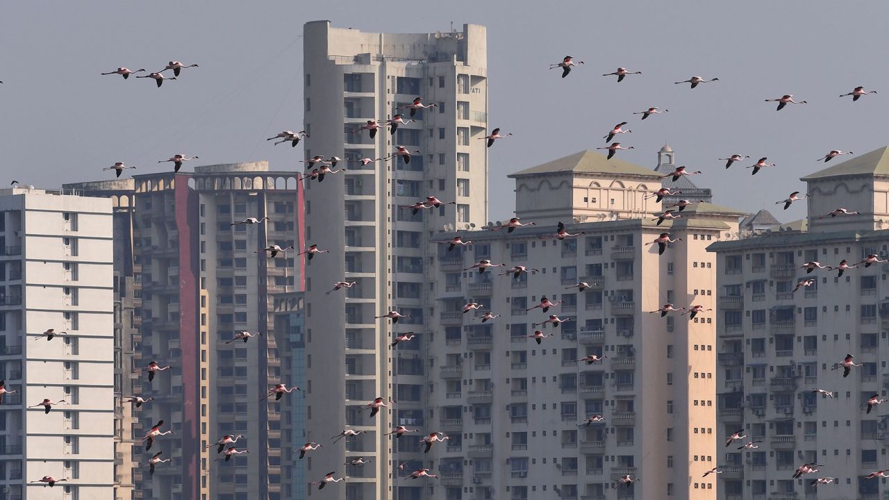 Flamingos come to Mumbai for a few months per year but there are more than normal.