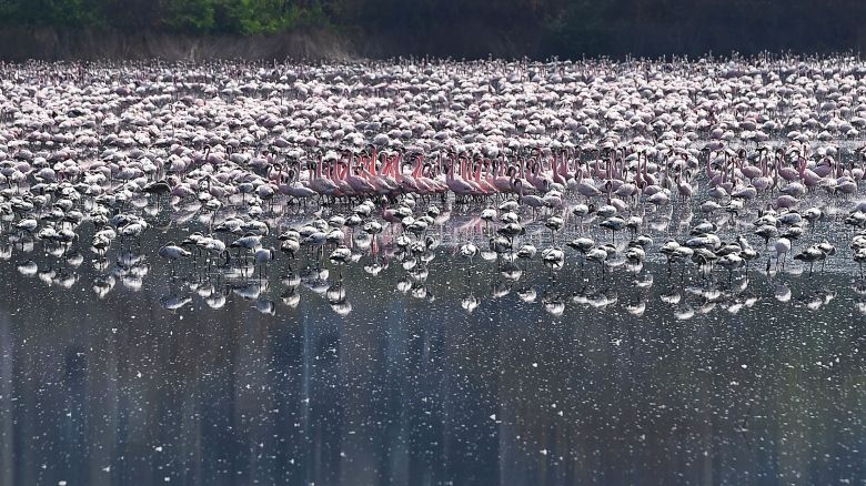 Flamingos are seen in a pond during a government-imposed nationwide lockdown as a preventive measure against the spread of the COVID-19 coronavirus in Navi Mumbai on April 20. Indranil Mukherjee/AFP/Getty Images