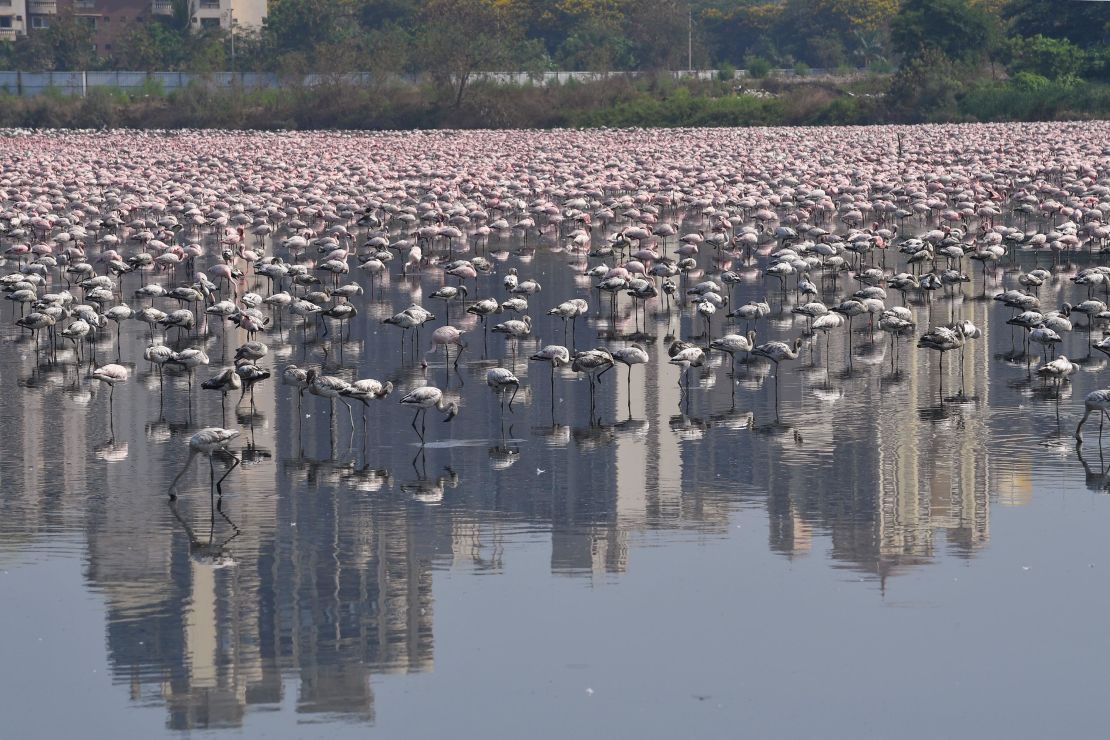 The birds come to the Mumbai area to feed and breed.