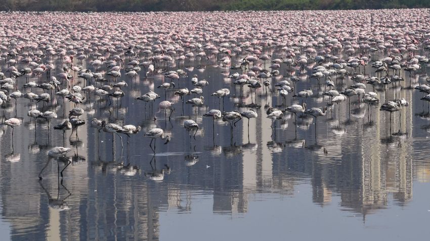 Flamingos are seen in a pond during a government-imposed nationwide lockdown as a preventive measure against the spread of the COVID-19 coronavirus in Navi Mumbai on April 20. Indranil Mukherjee/AFP/Getty Images