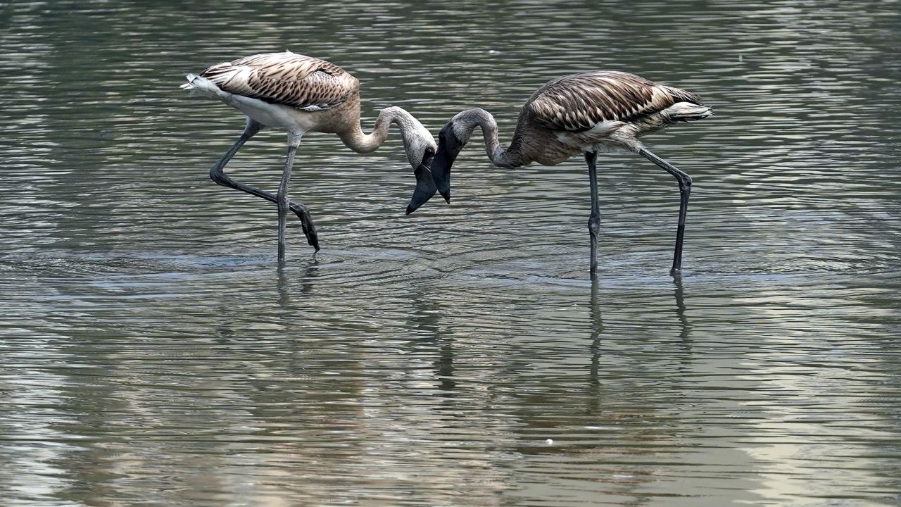 The birds are benefiting from a lack of human activity due to coronavirus lockdown measures.