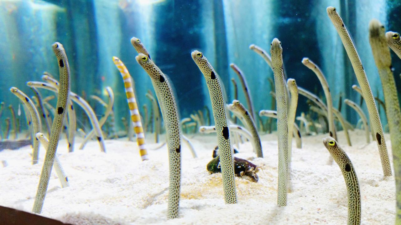 The spotted garden eels are becoming shy, staff at the Tokyo aquarium have warned. 