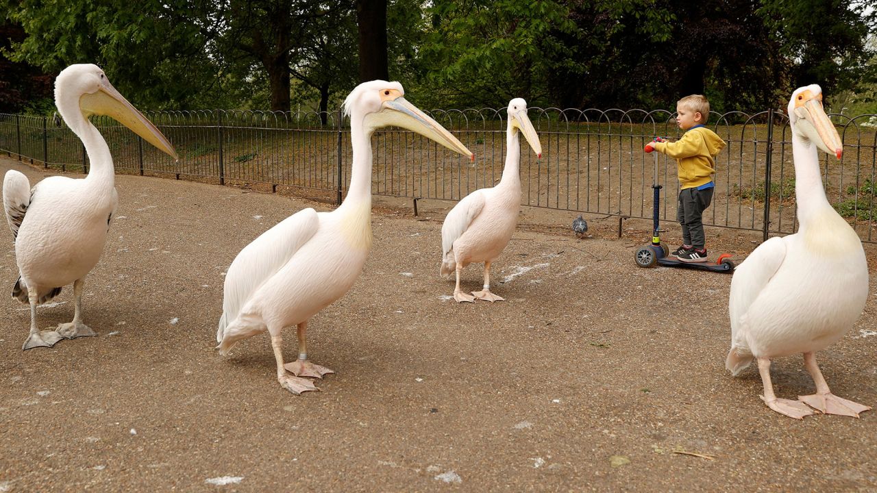 Pelicans pass a boy on a scooter in London's St. James' Park on April 27. Pelicans have called the park home for centuries.