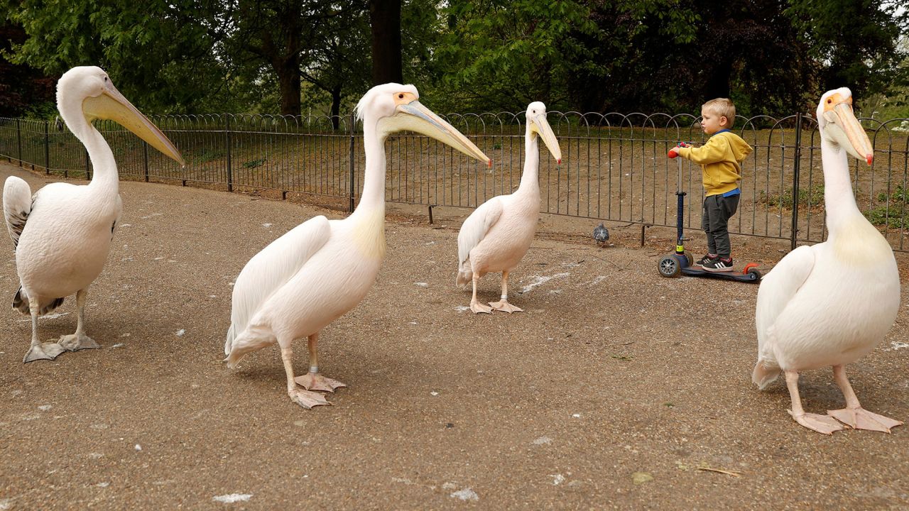 Pelicans pass a boy on a scooter in London's St. James' Park on April 27. Pelicans have called the park home for centuries.