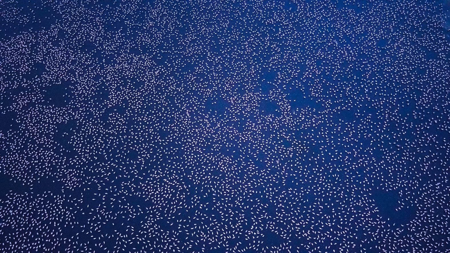 Tens of thousands of flamingoes have flocked to Mumbai, India, this spring. The birds traditionally migrate to the area from September to the end of May, according to Rahul Khot, assistant director at the Bombay Natural History Society. <a href="index.php?page=&url=https%3A%2F%2Fwww.cnn.com%2Ftravel%2Farticle%2Fflamingos-mumbai-lockdown-scli-intl%2Findex.html" target="_blank">But Khot expects this year's total to set a new record.</a> And it's not just the huge number of birds that's attracting attention. They have also spread to wetlands where they were previously a rarity, Khot said.