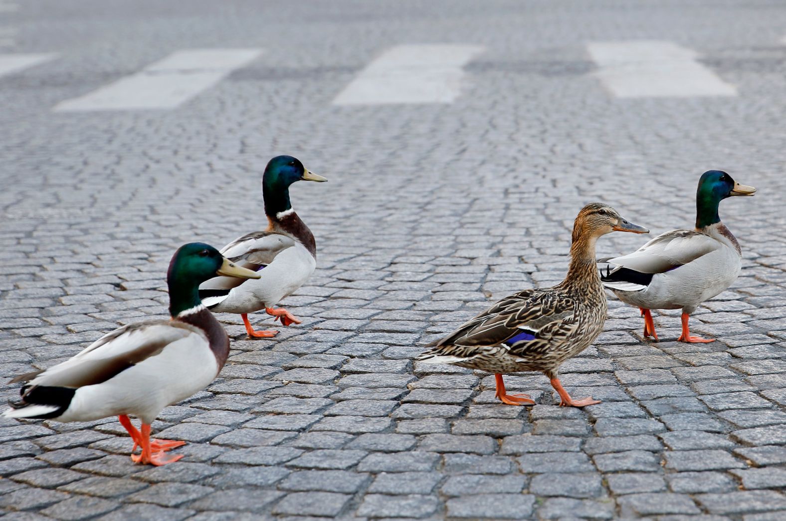 Ducks walk in an area of Paris that was deserted and without cars on April 15.