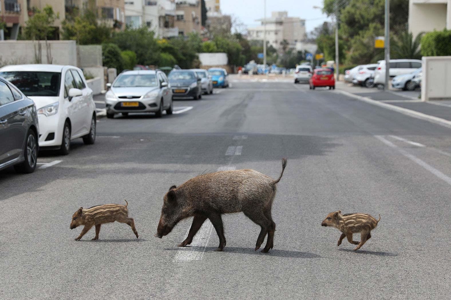 A wild boar and two piglets roam a neighborhood in Haifa, Israel, on April 11.