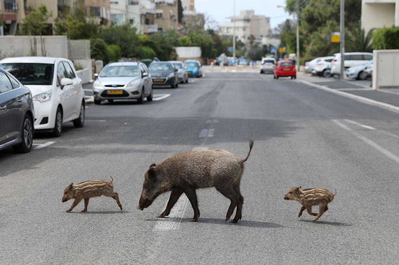 A wild boar and two piglets roam a neighborhood in Haifa, Israel, on April 11.