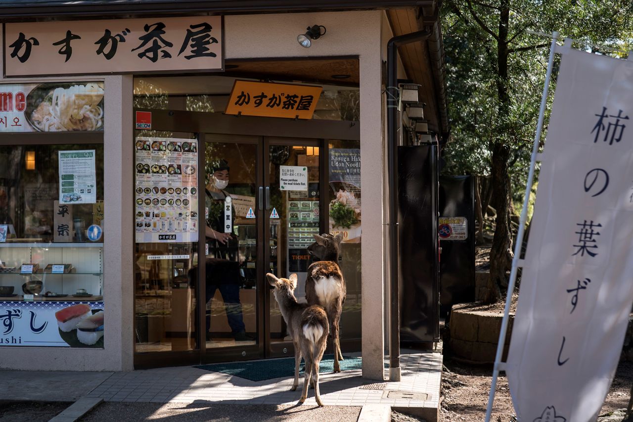 Sika deer stand at the entrance to a restaurant in Nara, Japan, on March 12. Sika deer have always roamed the city's parks, but there have been reports that they've been branching out to residential areas in search of more food.