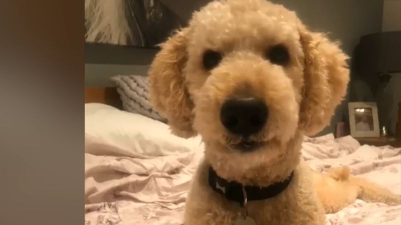 Watch hilarious talking dog meme about quarantine