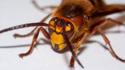 big hornet vespa mandarinia