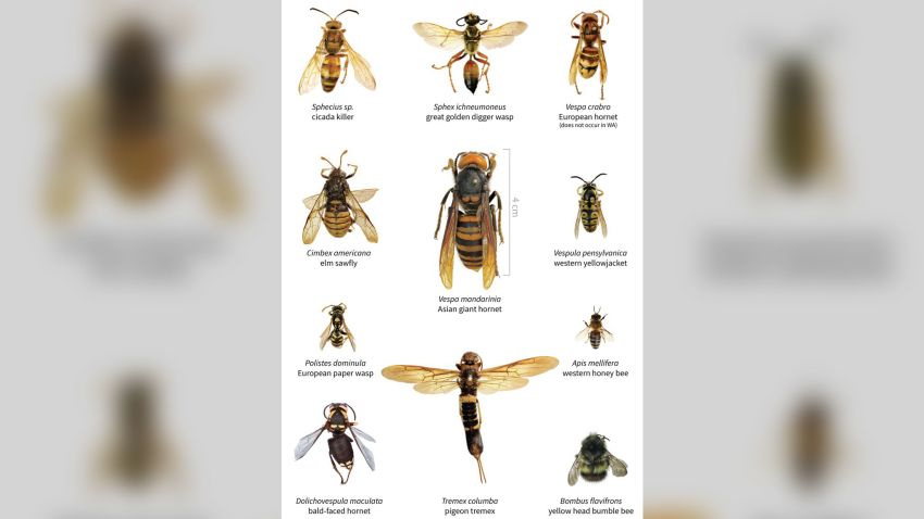 A size comparison of the Asian giant hornet and several other insects