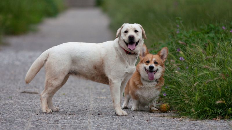 Akc dog hot sale breeds ranking