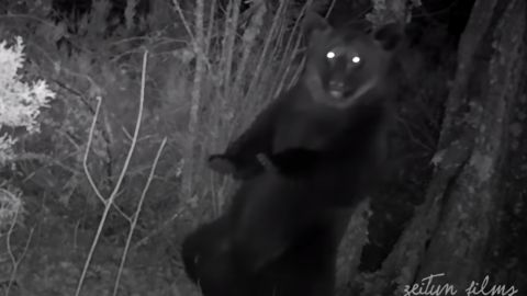 The bear is thought to have spent the whole winter period in the park.
