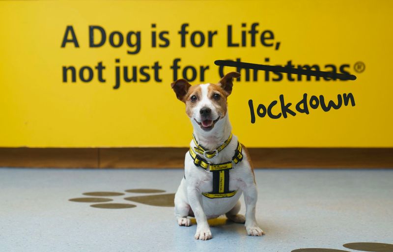 Dogs trust giving sales up a dog