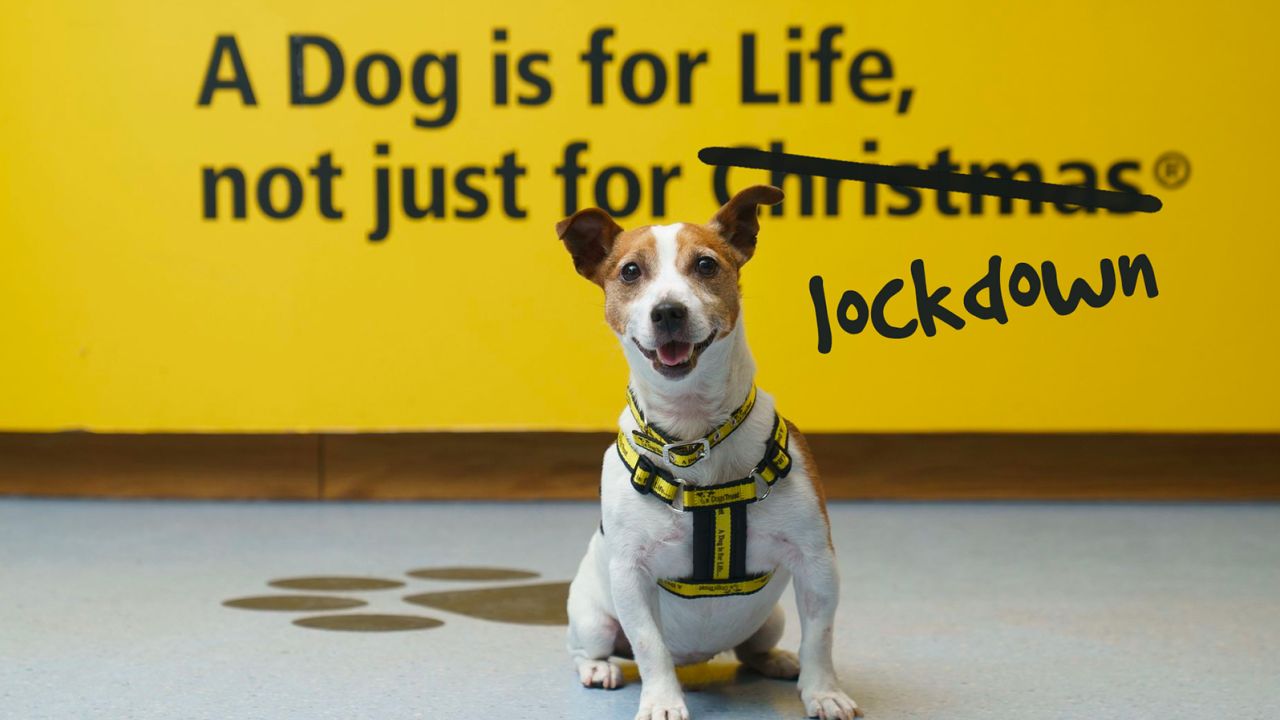 Dogs Trust is temporarily changing its slogan to remind people to think about whether they can handle a new dog.