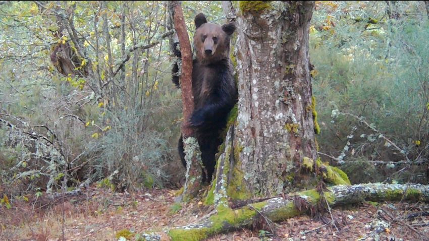 First brown bear in 150 years seen in northern Spanish park