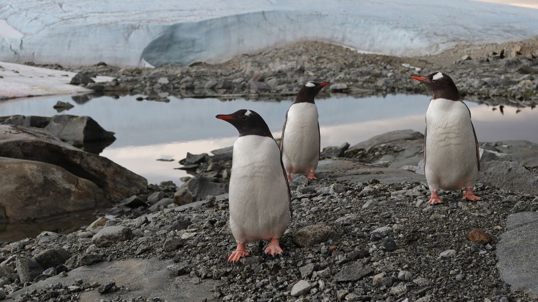 <strong>Extreme isolation: </strong>There are an estimated 5,000 people currently residing here, mostly scientists and researchers, along with plenty of gentoo penguins, whales, seals and albatrosses.