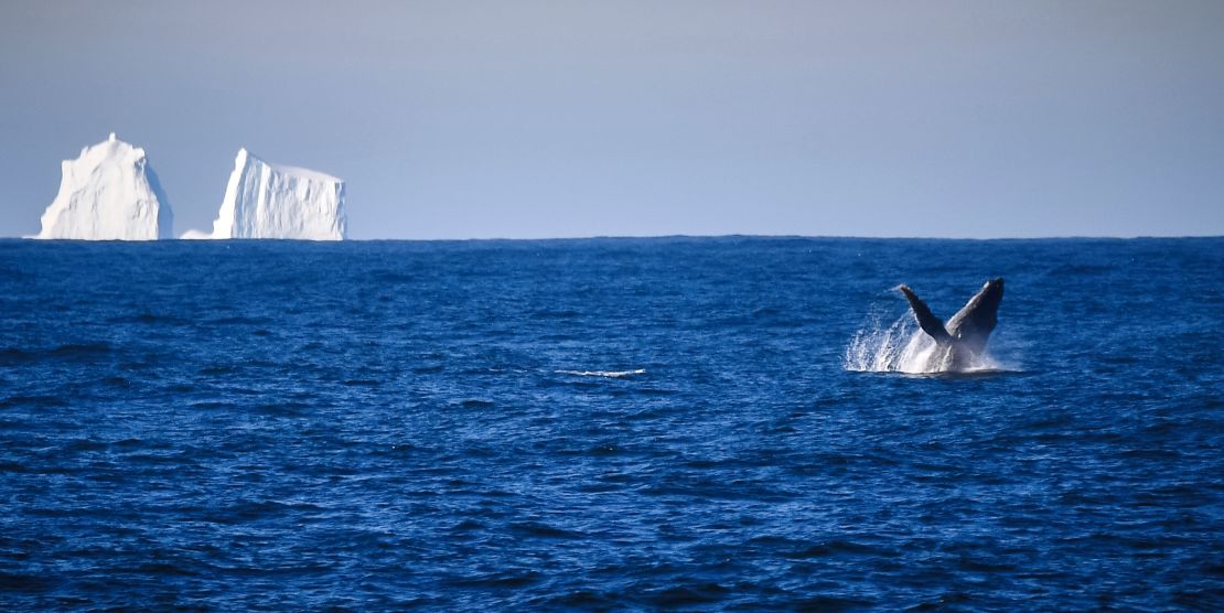 An estimated 78,500 tourists were expected in Antarctica during the 2019 to 2020 season.