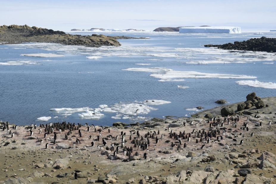 <strong>Special activities:</strong> Penguin watching trips have become a popular activity for visitors, along with Zodiac cruising and visiting research stations.