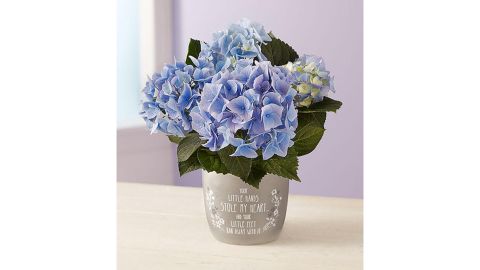 Small Blue Hydrangea Plant