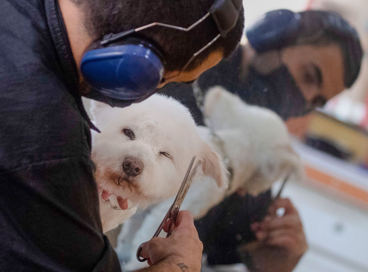 Marco Piovano grooms a dog at his shop in Rome on May 6.