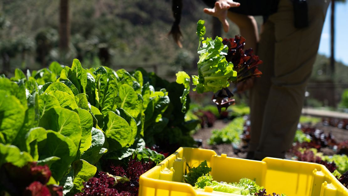 The resort north of Phoenix is harvesting about 300 to 400 pounds of fresh produce a week. They go into three different CSA-style boxes available for pick-up in Scottsdale.
