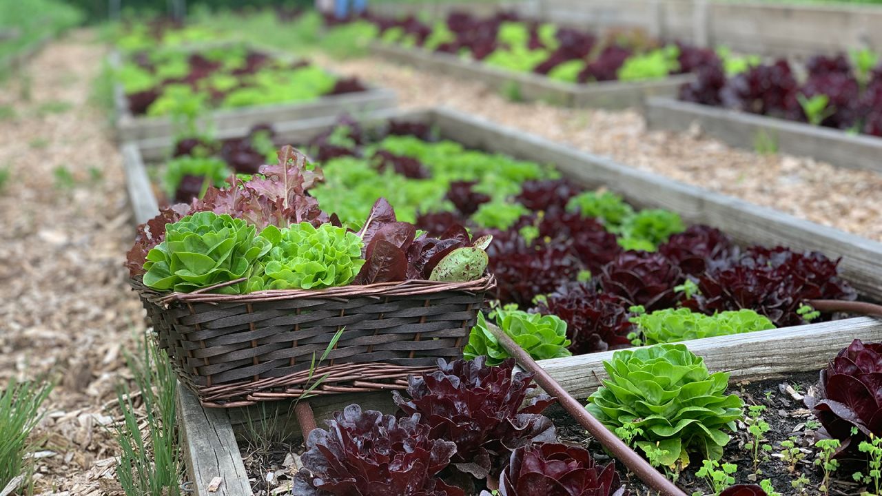 <strong>Old Edwards Inn and Spa:</strong> This North Carolina farm has harvested, washed, packaged and delivered more than 400 heads of lettuce to some 90 families through the local emergency council and food bank. 