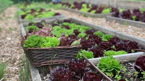 Red and green lettuces, carrots, beets and other spring produce is being donated to the resorts' hundreds of employees as well as families in the communities.