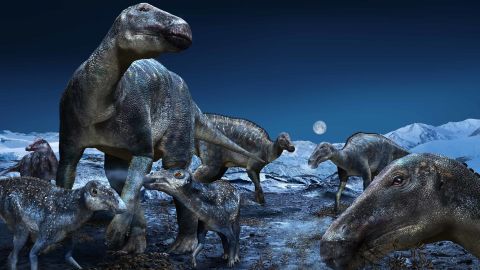 Dinosaurs' unique bone structure helped them support their large weight |  CNN