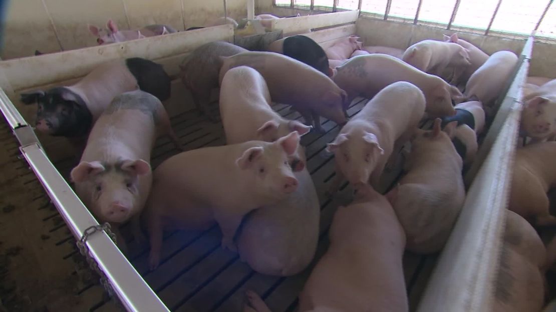 Minnesota hog farmers struggling with depopulation during COVID-19 pandemic.