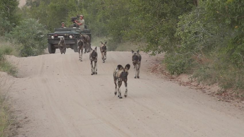 Wild dogs at Kruger National Park in South Africa.