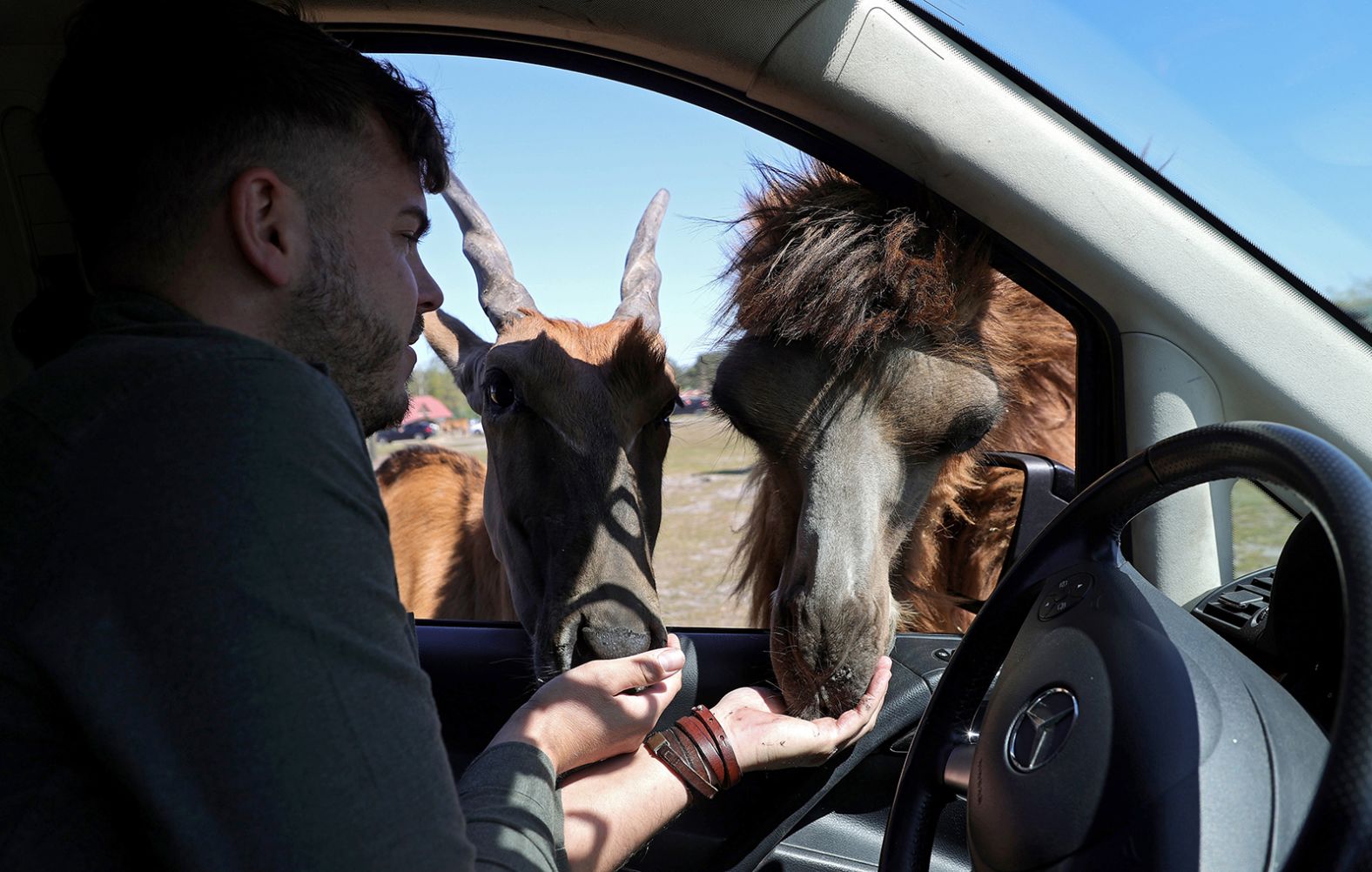 An eland antelope and a camel are fed by zoological director Markus Koechling at Safariland Stukenbrock, a zoo in Schloss Holte-Stukenbrock, Germany, on April 21. Safariland Stukenbrock is the first zoo in Germany that was allowed to reopen with a special permit. It offers a drive-thru safari for some of its open-air enclosures.