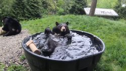 bear takes bath