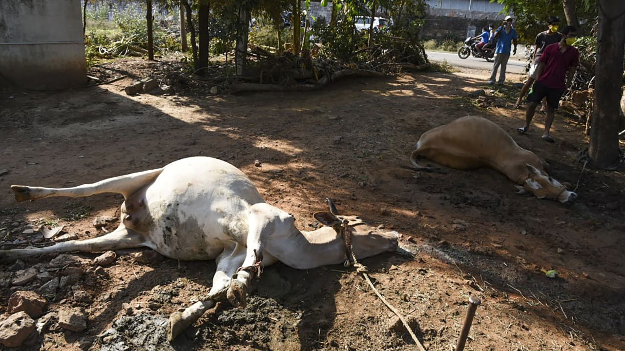 Dead cows on the ground after the leak at an LG Polymers plant, which had recently reopened after the coronavirus lockdown.