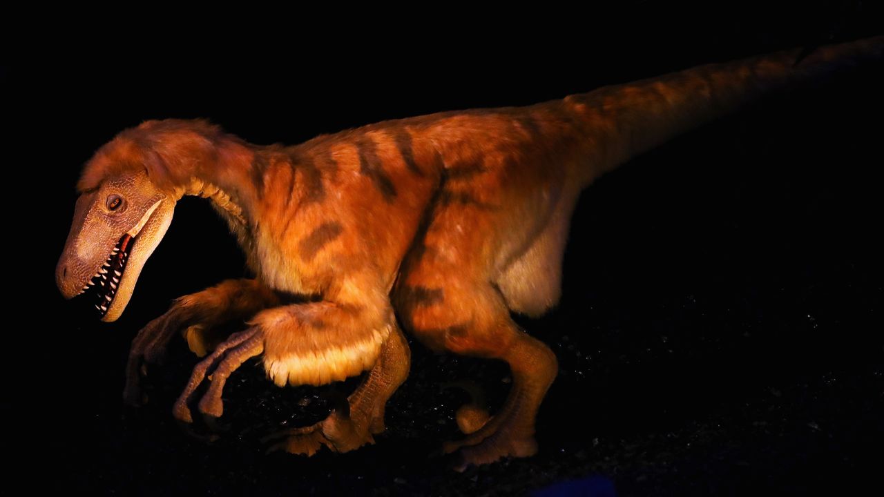 Deinonychus antirrhopus were about the size of wolves.