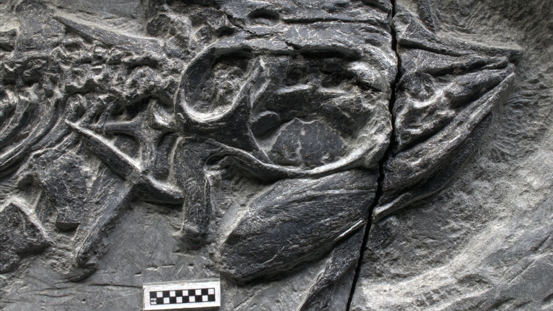 Only one fossil of Cartorhynchus has been recovered so far.