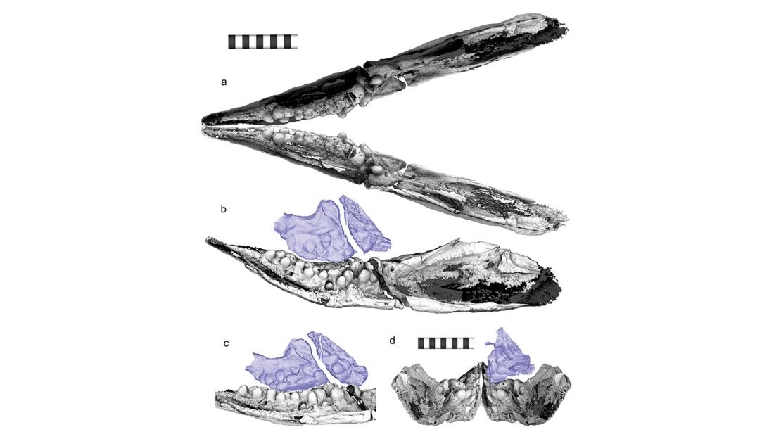CT scans revealed pebble-like teeth for Cartorhynchus.